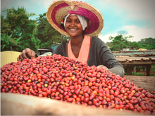 Load image into Gallery viewer, Geisha Kamachi - Washed / Ethiopia