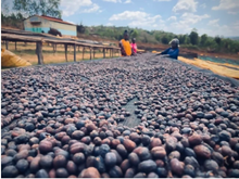 Load image into Gallery viewer, Geisha Kamachi - Washed / Ethiopia